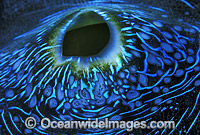 Giant Clam (Tridacna derasa) siphon detail. Great Barrier Reef, Queensland, Australia