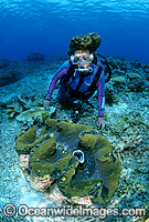Scuba Diver with Giant Clam (Tridacna gigas). Great Barrier Reef, Queensland, Australia