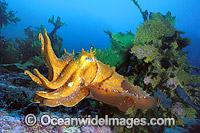 Giant Cuttlefish (Sepia apama) - amongst strap kelp. Jervis Bay, New South Wales, Australia