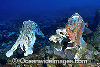 Giant Cuttlefish (Sepia apama) - two rivalling males. Solitary Islands, New South Wales, Australia