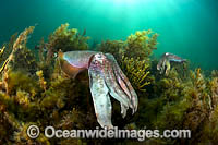 Australian Giant Cuttlefish (Sepia apama), during the winter annual breeding aggregation in Spencer Gulf, Whyalla, South Australia, Australia. Endemic to Australia.