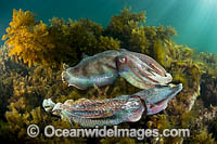 Australian Giant Cuttlefish (Sepia apama), two males rivalling over a female during the winter annual breeding aggregation in Spencer Gulf, Whyalla, South Australia, Australia. Endemic to Australia.