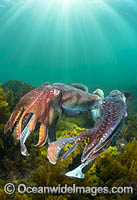 Australian Giant Cuttlefish (Sepia apama), two males rivalling over a female during the winter annual breeding aggregation in Spencer Gulf, Whyalla, South Australia, Australia. Endemic to Australia.