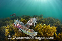 Australian Giant Cuttlefish (Sepia apama), male and female mating during the winter annual breeding aggregation in Spencer Gulf, Whyalla, South Australia, Australia. Endemic to Australia.