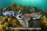 Australian Giant Cuttlefish (Sepia apama), male and female mating during the winter annual breeding aggregation in Spencer Gulf, Whyalla, South Australia, Australia. Endemic to Australia.