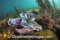 Australian Giant Cuttlefish (Sepia apama), two males rivalling over a female during the winter annual breeding aggregation in Spencer Gulf, Whyalla, South Australia, Australia. Endemic to Australia