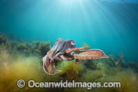 Australian Giant Cuttlefish (Sepia apama), during the winter annual breeding aggregation in Spencer Gulf, Whyalla, South Australia, Australia. Endemic to Australia