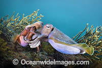 Australian Giant Cuttlefish (Sepia apama), male and female mating during the winter annual breeding aggregation in Spencer Gulf, Whyalla, South Australia, Australia. Endemic to Australia