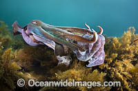 Australian Giant Cuttlefish (Sepia apama), male clasping a female to mate during the winter annual breeding aggregation in Spencer Gulf, Whyalla, South Australia, Australia. Endemic to Australia