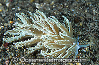 Nudibranch (Phyllodesmium crypticum). Found throughout Indo-West Pacific. Photo taken Lembeh Strait, Sulawesi, Indonesia