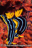 Nudibranch (Chromodoris kuiteri) - pair on Sponge. Found in South-West Pacific, including Australia and Coral Sea. Photo taken on Great Barrier Reef, Queensland, Australia