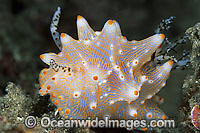 Nudibranch (Halgerda batangas). Found throughout Indo-Pacific. Photo taken Lembeh Strait, Sulawesi, Indonesia
