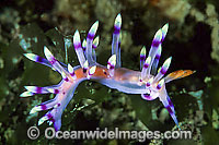 Nudibranch (Flabellina exoptata). Found throughout Indo-West Pacific. Photo taken Lembeh Strait, Sulawesi, Indonesia