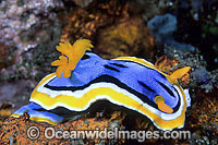 Nudibranch (Chromodoris sp.). Found throughout Indo-West Pacific. Photo taken Lord Howe Island, New South Wales, Australia