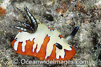 Nudibranch (Chromodoris fidelis). Found throughout Indo-Pacific. Photo taken Lembeh Strait, Sulawesi, Indonesia