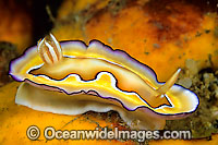 Nudibranch (Chromodoris coi). Found throughout Indo-West Pacific. Photo taken Great Barrier Reef, Queensland, Australia