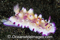 Nudibranch (Mexichromis multituberculata). Found throughout the Indo-West Pacific. Photo taken at Tulamben, Bali, Indonesia