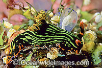 Nudibranch (Nembrotha kubaryana). Found throughout the Indo-West Pacific. Photo taken at Tulamben, Bali, Indonesia