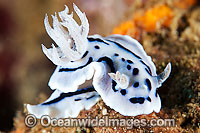 Nudibranch (Chromodoris willani). Also known as Sea Slug. Found throughout the tropical West Pacific. Photo taken in the Philippines. Within the Coral Triangle.