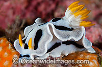 Nudibranch (Chromodoris dianae). Also known as Sea Slug. Found throughout the West Pacific, including Philippines and Indonesia. Photo taken in the Philippines. Within the Coral Triangle.