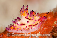 Nudibranch (Aegires villosus). Also known as Sea Slug. Found throughout the West Pacific. Photo taken in the Philippines. Known as part of the Coral Triangle.