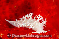 Nudibranch (Possibly: Tritoniopsis alba or Tritoniopsis elegans). Also known as Sea Slug. Found throughout the West Pacific. Photo taken in the Philippines. Known as part of the Coral Triangle.
