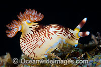 Nudibranch (Nembrotha sp.). Also known as Sea Slug. Found throughout the Indo -West Pacific. Photo taken in the Philippines. Known as part of the Coral Triangle.