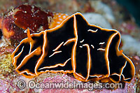 Nudibranch (Reticulidia halgerda). Also known as Sea Slug. Found throughout the West Pacific. Photo taken in Philippines. Known as part of the Coral Triangle.