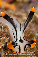 Nudibranch (Thecacera picta). Also known as Sea Slug. Found throughout the Indo Pacific, Japan to Australia, east to Fijian Islands and west to Maldives. Photo taken in Philippines. Within the Coral Triangle.