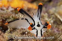 Nudibranch (Thecacera picta). Also known as Sea Slug. Found throughout the Indo Pacific, Japan to Australia, east to Fijian Islands and west to Maldives. Photo taken in Philippines. Within the Coral Triangle.