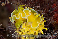Nudibranch (Noumea crocea). Also known as Sea Slug. Found throughout the tropical West Pacific. Photo taken in the Philippines. Known as part of the Coral Triangle.