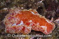 Spanish Dancer Nudibranch (Hexabranchus sanguineus). This swimmer Nudibranch is also known as Spanish Dancer Sea Slug. Found throughout the Indo-Pacific. Photo taken in Philippines. Known as part of the Coral Triangle.