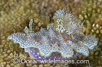 Nudibranch (Ceratosoma sinuatum). Also known as Sea Slug. Found throughout the Indo-West Pacific. Photo taken in the Philippines. Within the Coral Triangle.