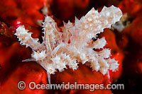 Nudibranch (Possibly: Doto sp.). Also known as Sea Slug. Found throughout the Indo-West Pacific. Photo taken in the Philippines. Within the Coral Triangle.