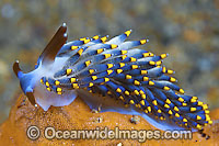 Nudibranch (Trinchesia yamasui). Also known as Sea Slug. Found throughout the Indo-West Pacific. Photo taken in the Philippines. Within the Coral Triangle.