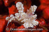 Nudibranch (Possibly: Ceratosoma alleni). Also known as Sea Slug. Found throughout the Indo-West Pacific. Photo taken in the Philippines. Within the Coral Triangle.