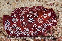 Side-gilled Slug (Pleurobranchus weberi). Also known as Nudibranch. Found throughout the Indo-West Pacific. Photo taken in the Philippines. Within the Coral Triangle.