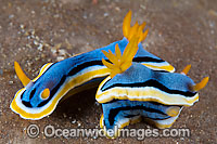 Nudibranch (Chromodoris annae). Also known as Sea Slug. Found throughout the West Pacific, including Philippines, Indonesia and Papua New Guinea. Photo taken in the Philippines. Within the Coral Triangle.