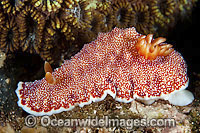 Nudibranch (Chromodoris reticulata). Also known as Sea Slug. Found throughout the Indo-West Pacific. Photo taken in the Philippines. Within the Coral Triangle.