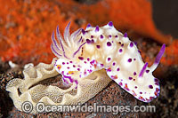 Nudibranch (Mexichromis multituberculata), laying an egg-ribbon. Found throughout the Indo-West Pacific. Photo taken at Tulamben, Bali, Indonesia. Within the Coral Triangle.