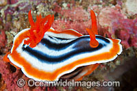 Nudibranch (Chromodoris magnifica). Also known as Sea Slug. Found throughout the West-Pacific. Photo taken off Anilao, Philippines. Within the Coral Triangle.