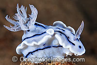 Nudibranch (Chromodoris willani). Also known as Sea Slug. Found throughout the West-Pacific. Photo taken off Anilao, Philippines. Within the Coral Triangle.