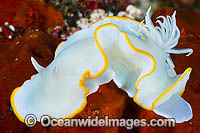 Nudibranch (Ardeadoris egretta). Also known as Sea Slug. Found throughout the West Pacific. Photo taken at Milne Bay, Papua New Guinea. Within the Coral Triangle.