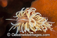 Nudibranch or Sea Slug (Phyllodesmium serratum). Found throughout the Indo-Pacific. Feeds on soft corals. Photo was taken in Port Phillip Bay, Victoria, Australia.
