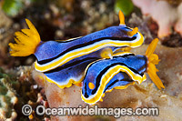 Nudibranch (Chromodoris annae), preparing to mate. Also known as Sea Slug. Found throughout the West Pacific, including Philippines, Indonesia and Papua New Guinea. Photo taken in the Philippines. Within the Coral Triangle.