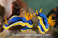Nudibranch (Chromodoris annae), preparing to mate. Also known as Sea Slug. Found throughout the West Pacific, including Philippines, Indonesia and Papua New Guinea. Photo taken in the Philippines. Within the Coral Triangle.