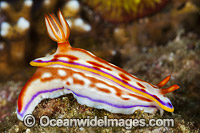 Nudibranch (Hypselodoris kaname). Also known as Sea Slug. Found throughout the West-Pacific. Photo taken off Anilao, Philippines. Within the Coral Triangle.