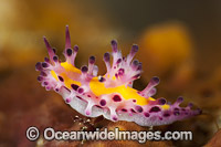 Nudibranch (Mexichromis multituberculata). Also known as Sea Slug. Found throughout the West-Pacific. Photo taken off Anilao, Philippines. Within the Coral Triangle.
