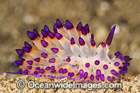 Nudibranch (Janolus sp.). Also known as Sea Slug. Found throughout the Indo-West Pacific. Photo taken in the Philippines. Known as part of the Coral Triangle.