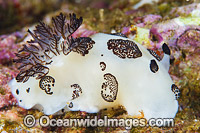 Nudibranch (Jorunna funebris). Also known as Sea Slug. Found throughout the Indo-West Pacific. Photo taken off Anilao, Philippines. Within the Coral Triangle.